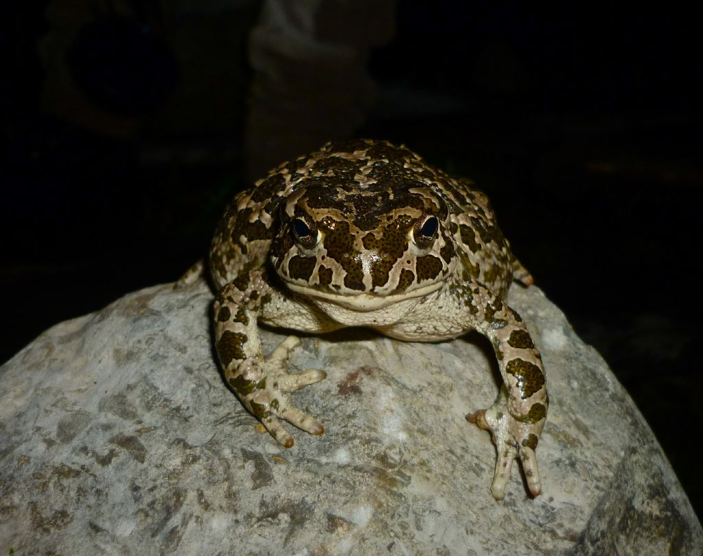 Bufo (Bufotes) siculus
